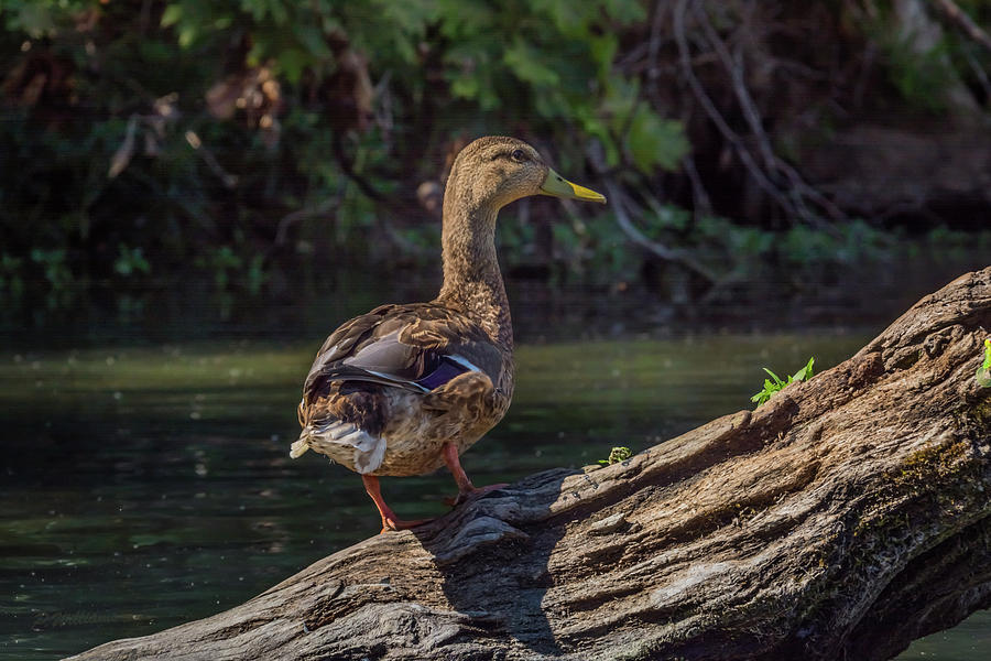 Female Mallard Duck II Photograph by Pamela Williams