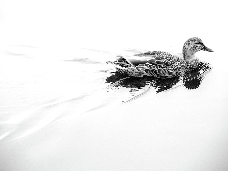 Female Mallard Duck in Black and White 2 Photograph by Angie Tirado