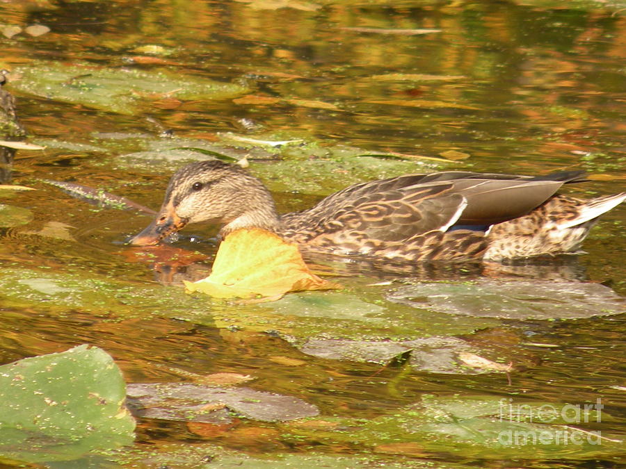 Female Mallard Duck by Joanne Young Female Mallard Duck by Joanne Young