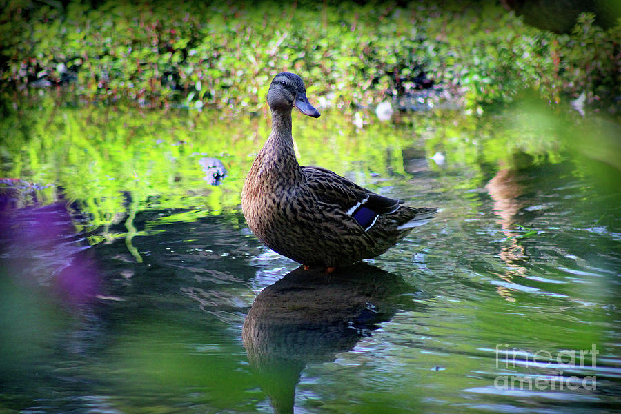 Female Mallard Duck Photograph by Karen Adams