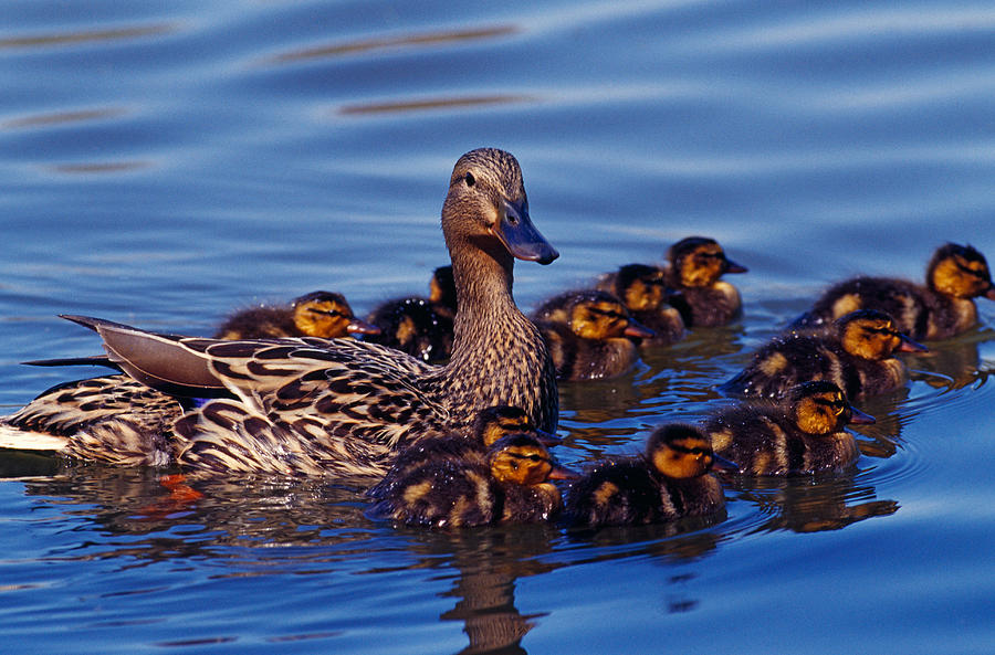 Nature Photograph - Female Mallard Duck With Chicks by Panoramic Images