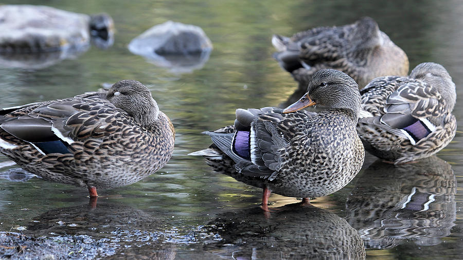 Female Mallard Ducks by the Lake Photograph by David Gn