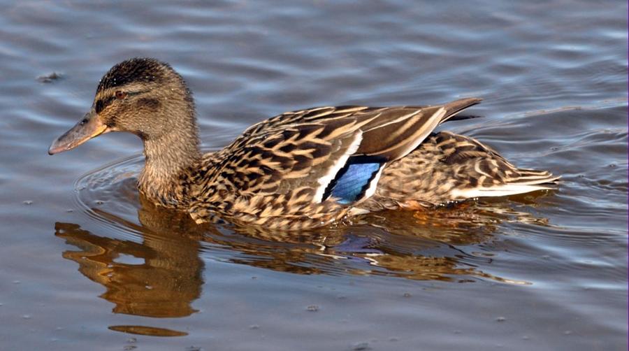 Female Mallard Photograph by John Hughes - Fine Art America