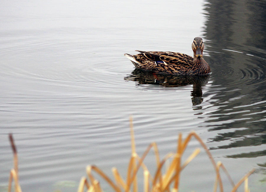 Female Mallard On Pond Photograph
