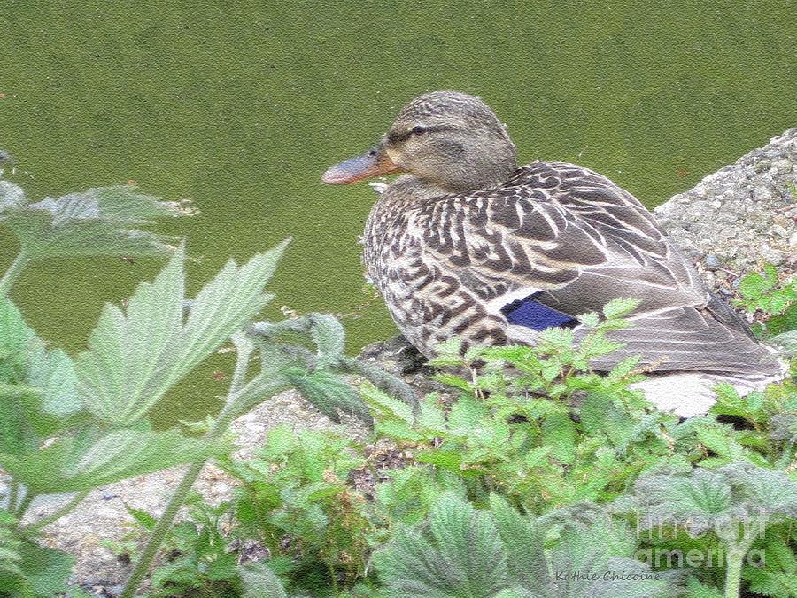 Female Mallard on the Shore Photograph by Kathie Chicoine