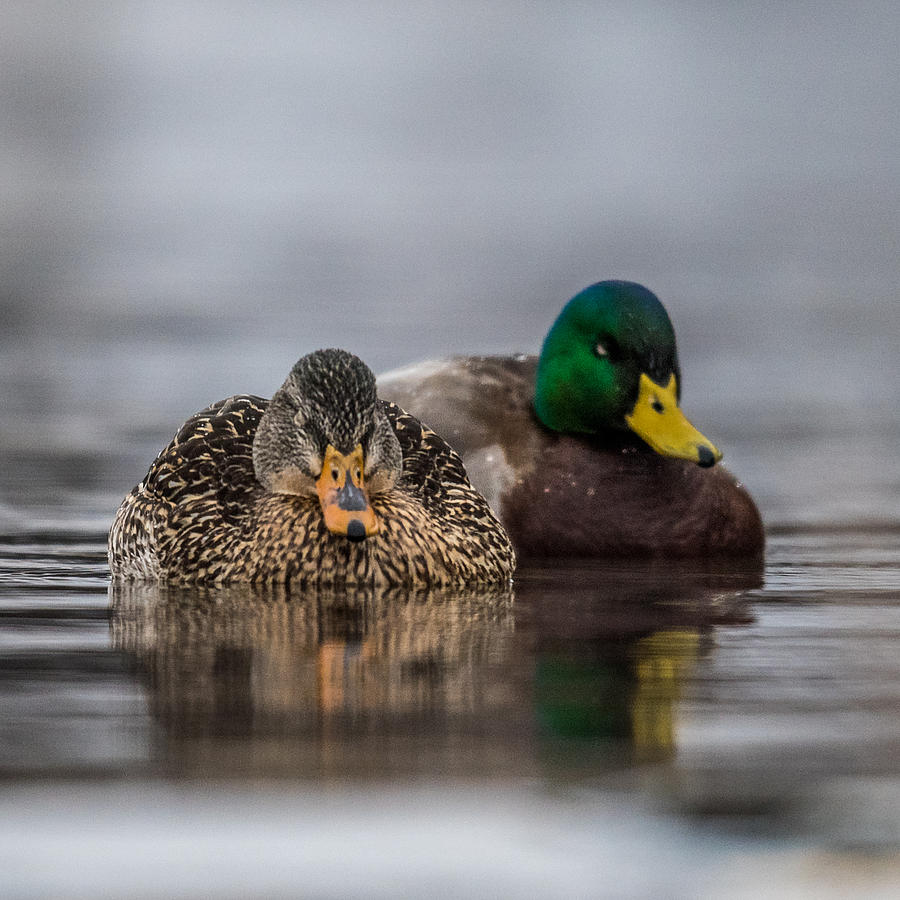 Duck Photograph - Female Mallard by Paul Freidlund