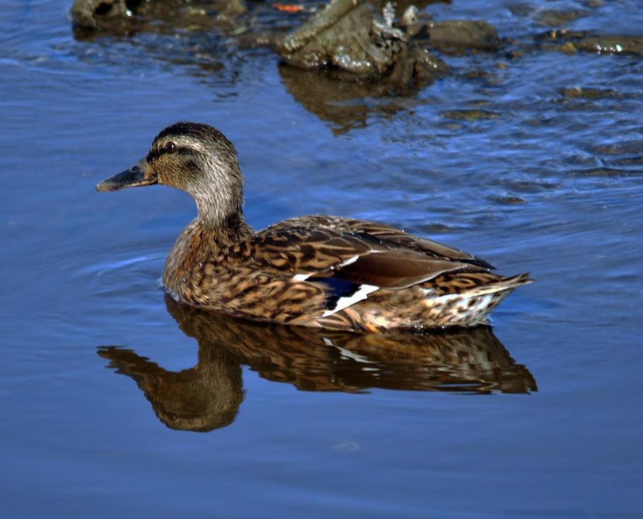 Female Mallard Reflection Photograph by John Hughes | Fine Art America