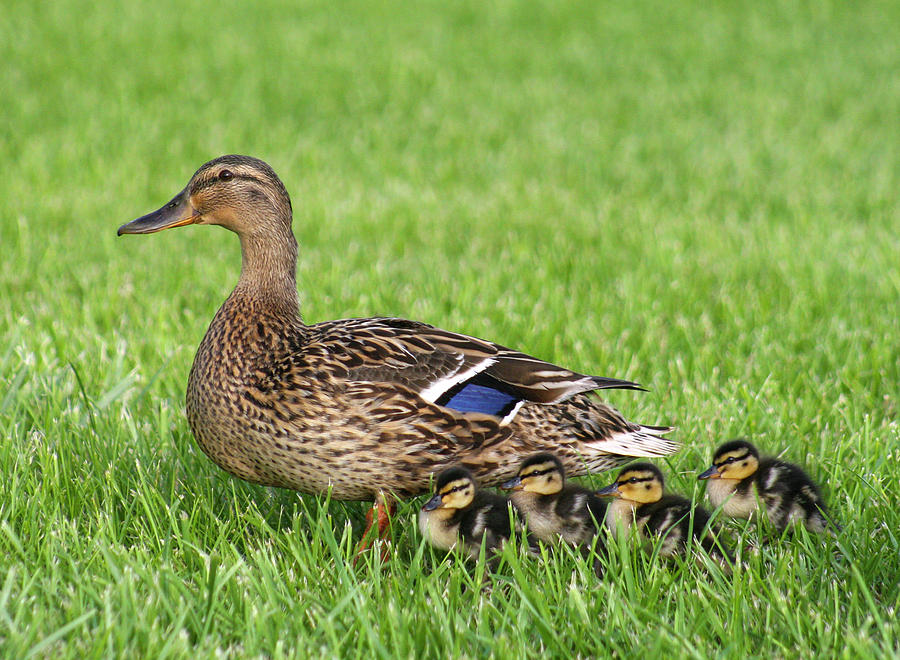 Female Mallard With Ducklings Photograph