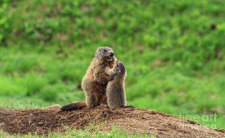 Female marmot with young Photograph by Antonio Scarpi