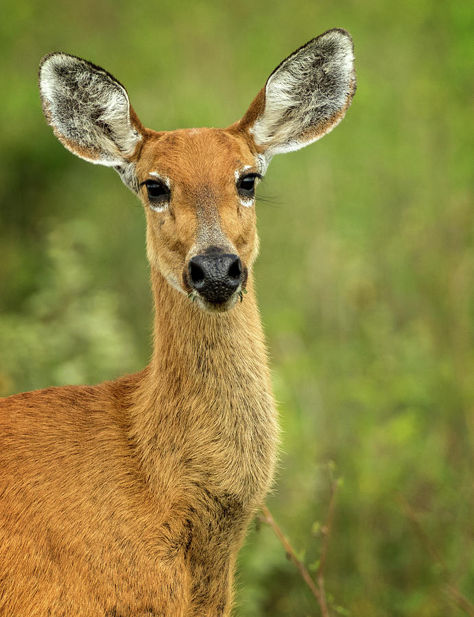Female Marsh Deer  Photograph by Steven Upton