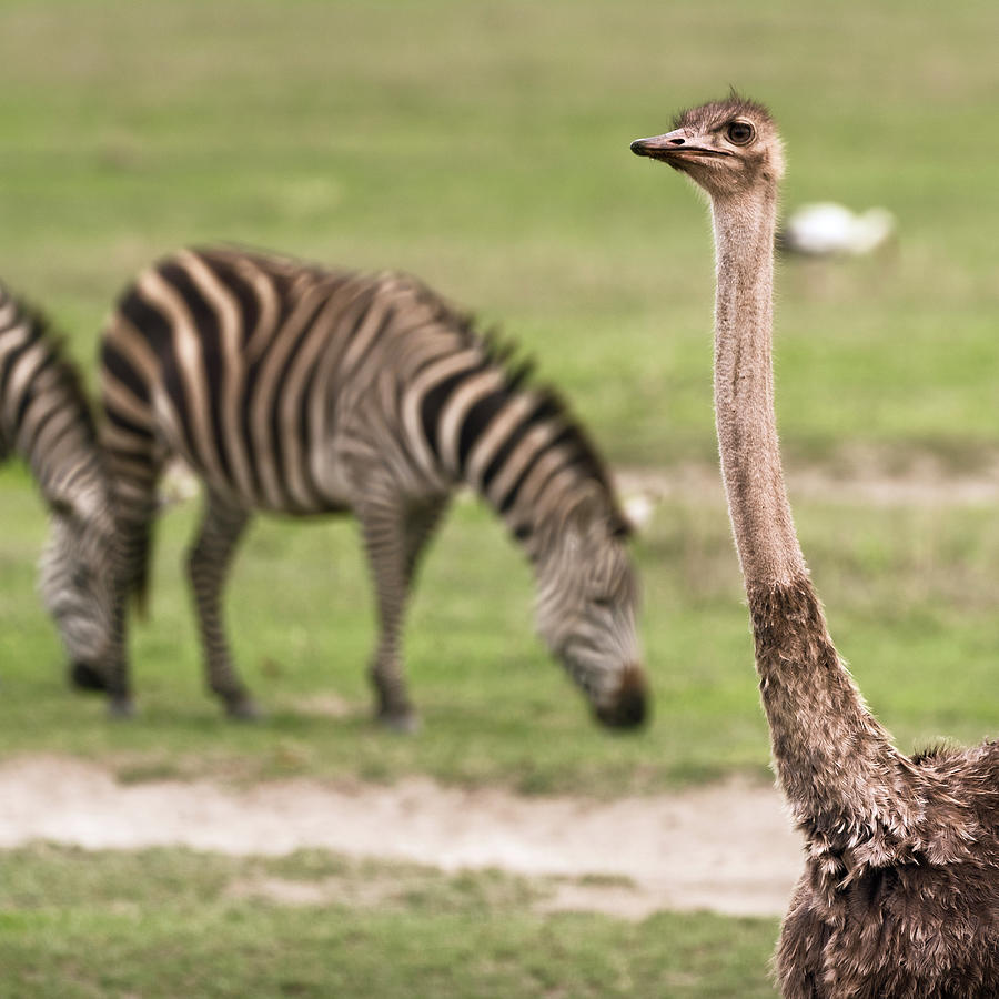 Female masai ostrich and zebras in Ngorongoro Crater - Detail square Photograph by RicardMN Photography