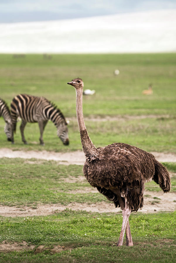 Female masai ostrich and zebras in Ngorongoro Crater Photograph by RicardMN Photography