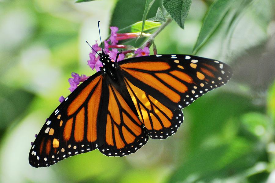 Female Monarch Photograph by Jo-Ann Matthews - Fine Art America