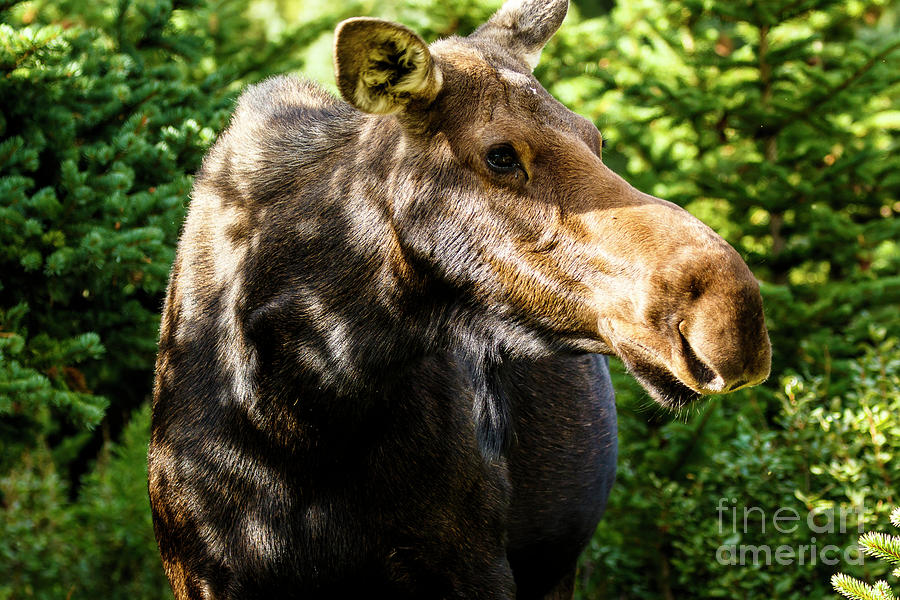 Female Moose at Jackson Hole Photograph by Ben Graham