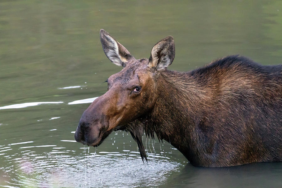 Moose Photograph - Female Moose Head by James BO Insogna