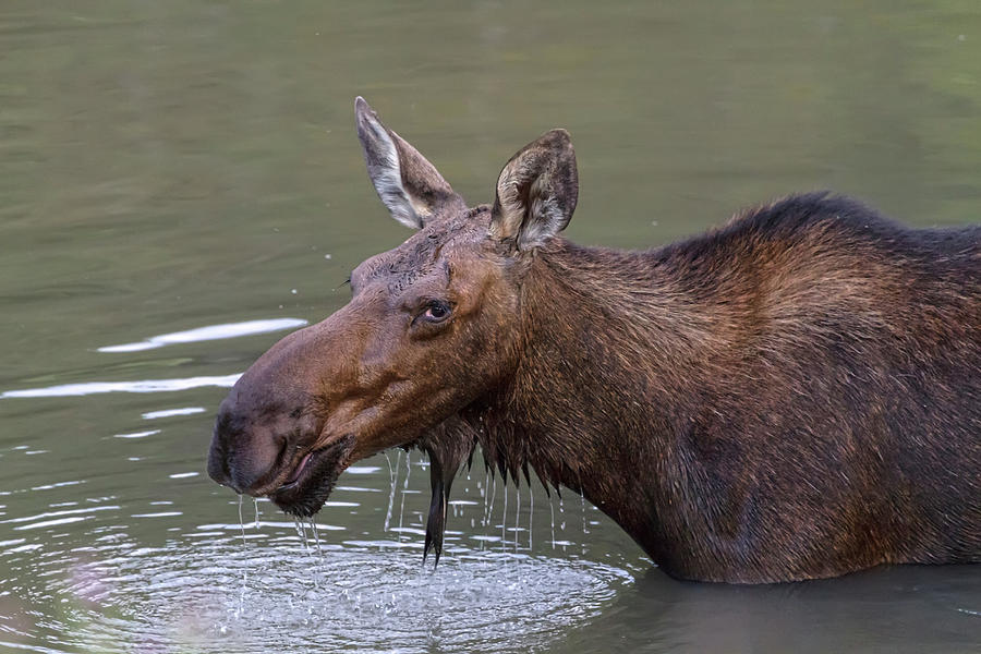 Female Moose Head Shot Photograph