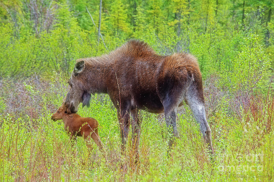 Female Moose Nuzzles Her Calf Photograph by David Arment