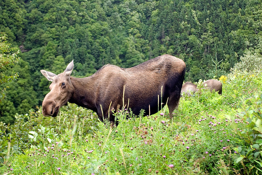 Female Moose Photograph by Steve Somerville