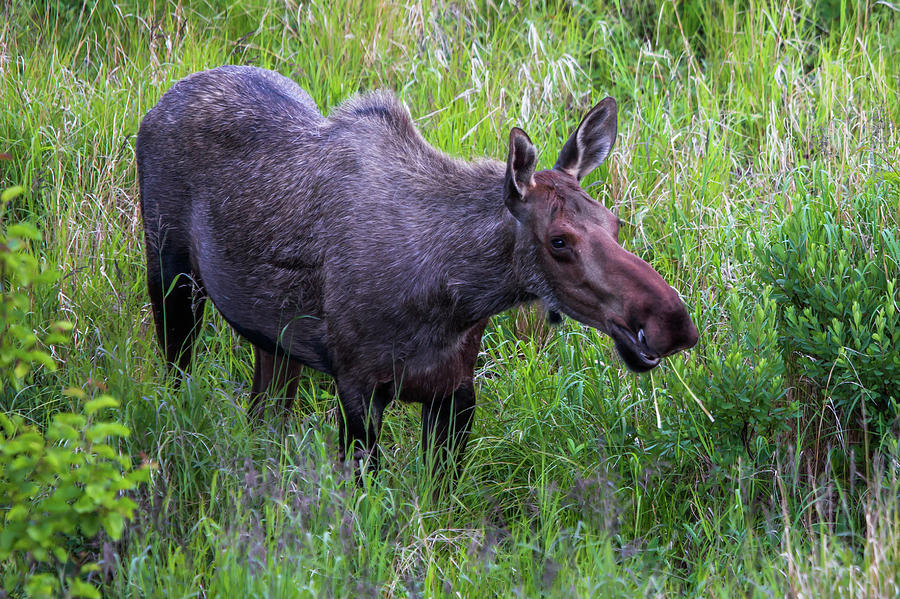 Female Moose Photograph by Todd Beveridge - Pixels