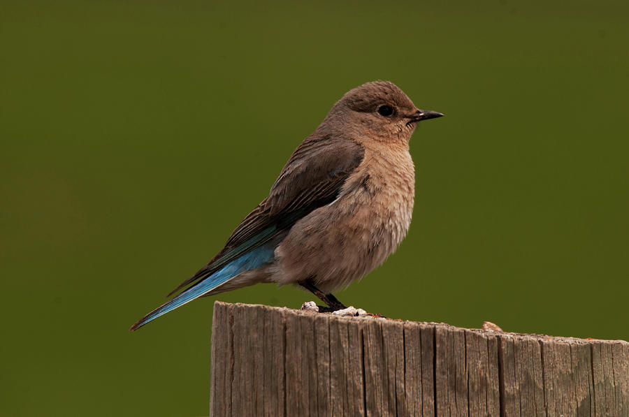 Female Mountain Bluebird Photograph by Sharon Goldsboro | Pixels