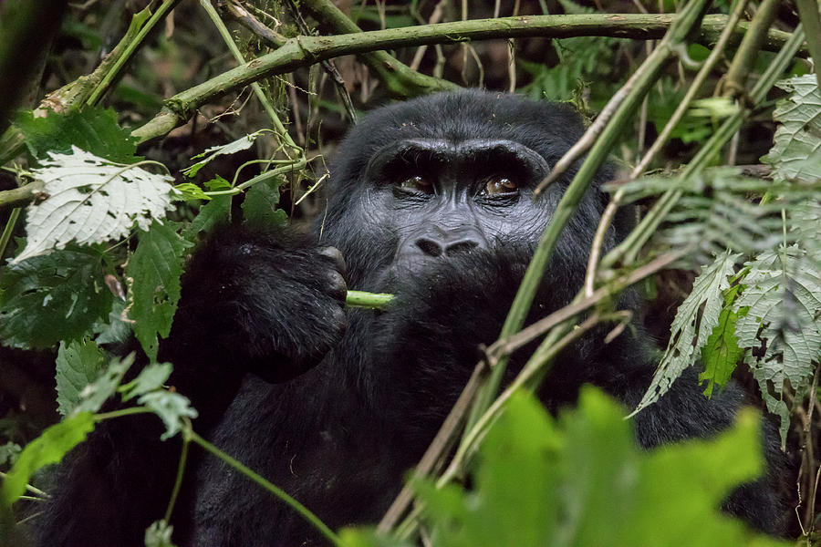 Female mountain gorilla eating, Bwindi Impenetrable Forest Natio Photograph by Karen Foley