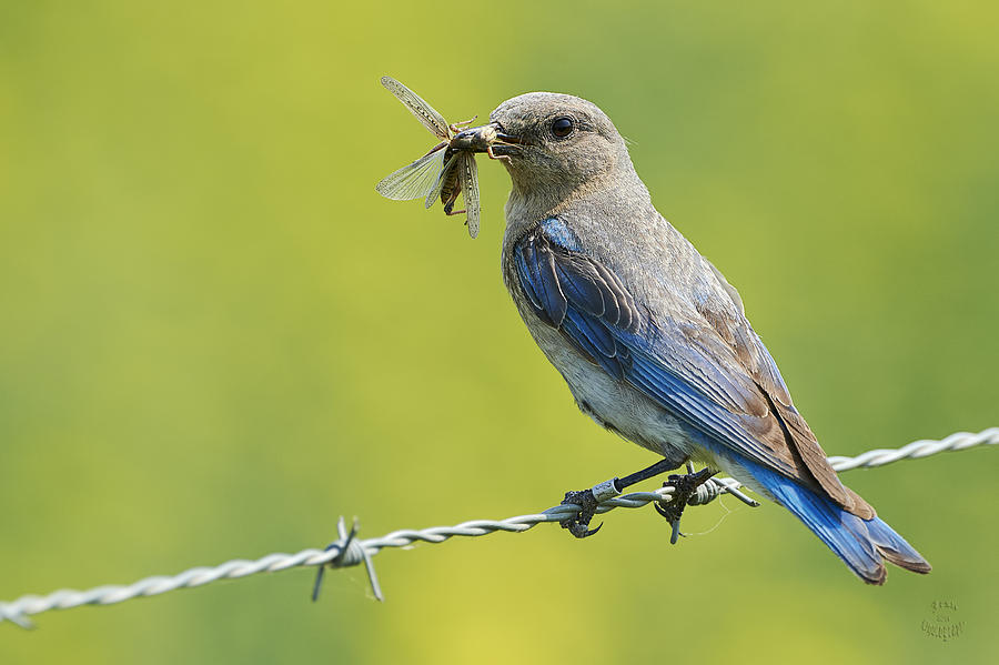 Female Mountain Bluebird - Grasshopper snack Photograph by Steve Cossey