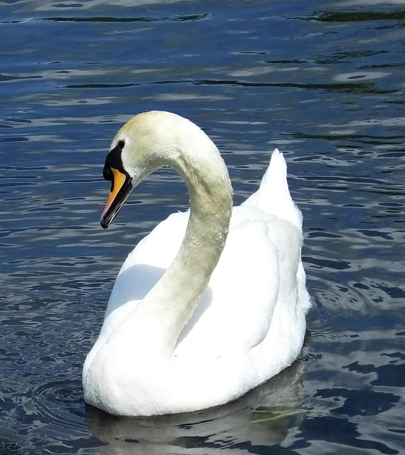 Female Mute Swan Photograph by Image Eye Nation