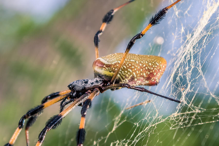 Female Nephila clavipes Photograph by Rob Sellers