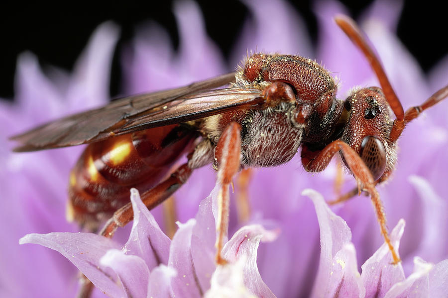 Female Nomada Photograph by Brian Hale