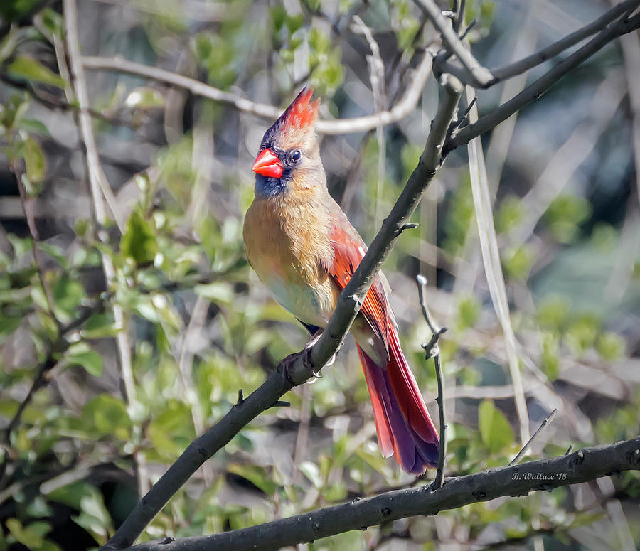 Female Northern Cardinal Photograph by Brian Wallace