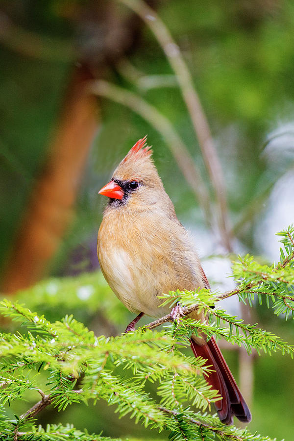 Female Northern Cardinal 2 Photograph by John Radosevich