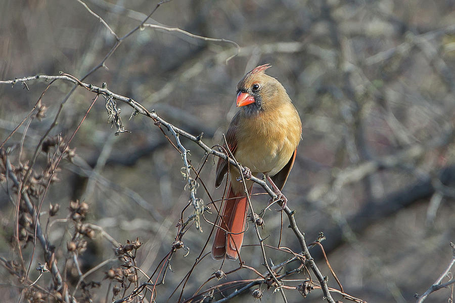 Female Northern Cardinal 2 Photograph by Ronnie Maum