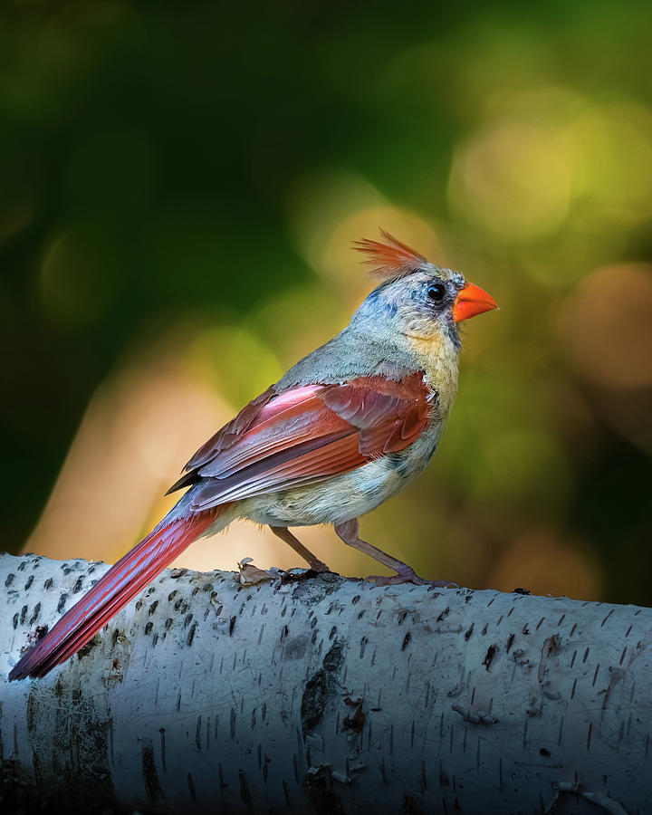 Female Northern Cardinal Photograph by Bob Orsillo