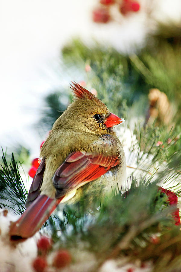 Cardinal Photograph - Female Northern Cardinal by Christina Rollo