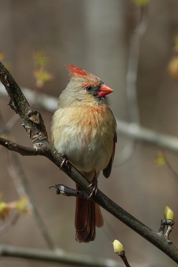 Female Northern Cardinal in Spring Photograph by John Haldane