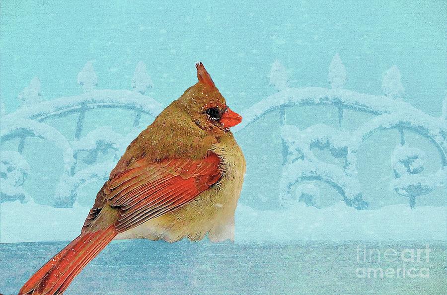Female Northern Cardinal in Winter Photograph by Janette Boyd