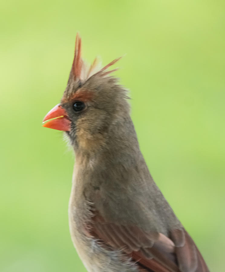 Female Northern Cardinal Photograph by Holden The Moment