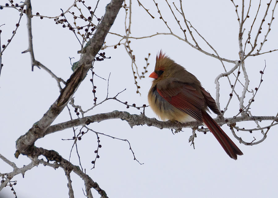 Female Northern Cardinal  Photograph by Holden The Moment