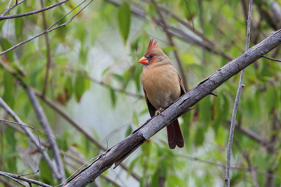 Female Northern Cardinal Photograph by Ronnie Maum