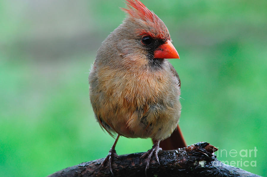 Bird Photograph - Female Northern Cardinal by Thomas R Fletcher