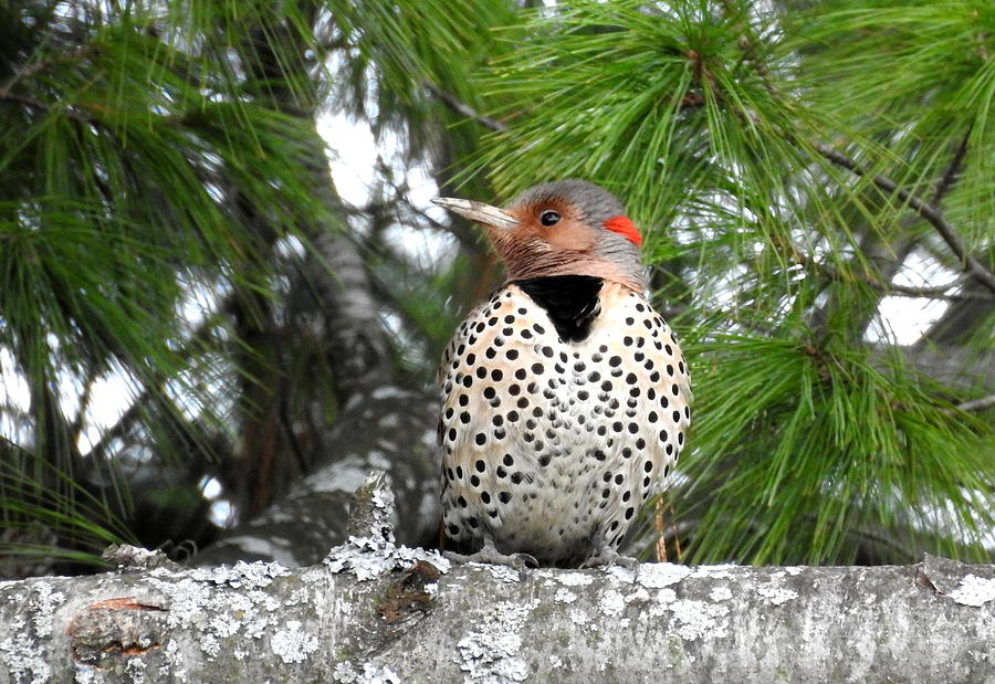 Female Northern Flicker Photograph by Betty-Anne McDonald