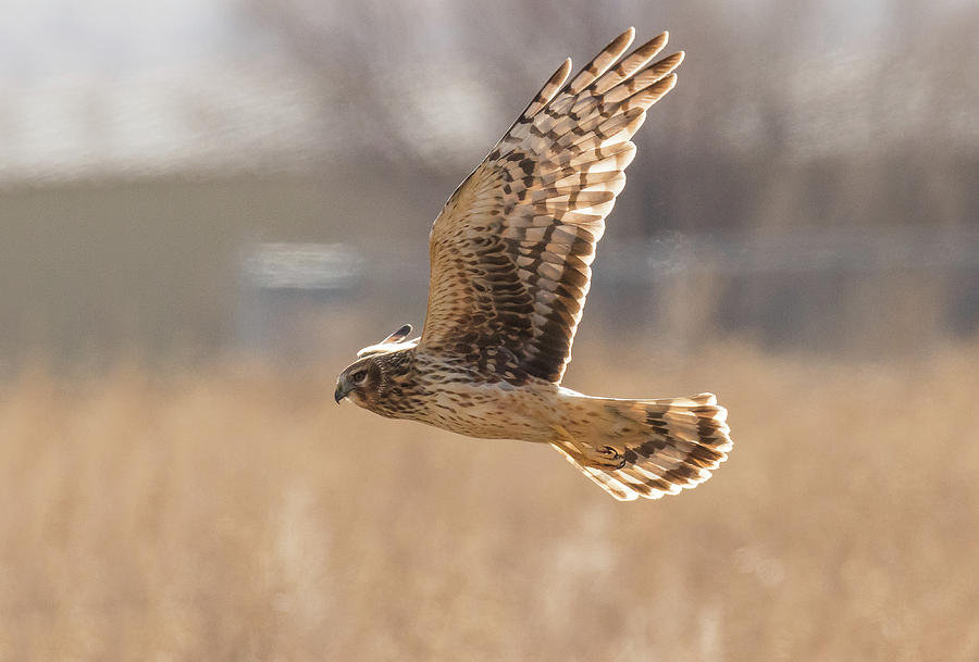Female Northern Harrier Hunts for a Meal Photograph by Tony Hake