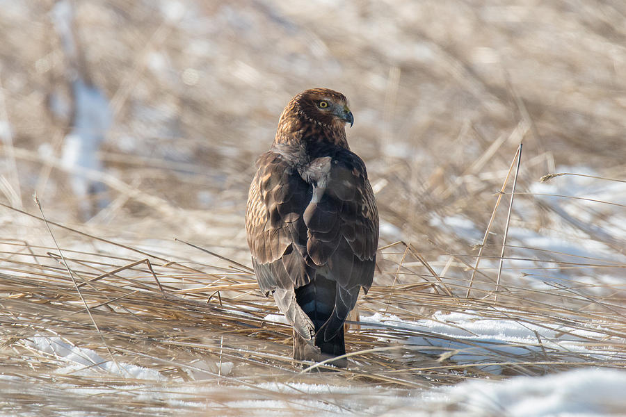 Female Northern Harrier on Alert Photograph by Tony Hake - Fine Art America