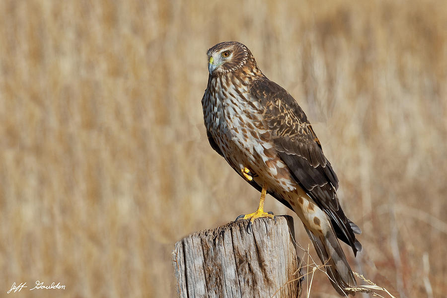 Female Northern Harrier Standing on One Leg Photograph by Jeff Goulden