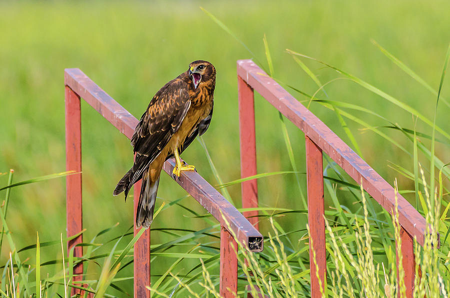 Female Northern Harrier Photograph by Yeates Photography