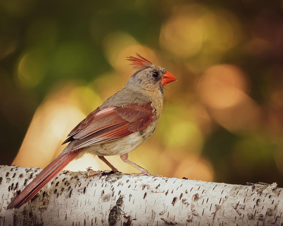 Bird Photograph - Female Northern Red Cardinal by Bob Orsillo