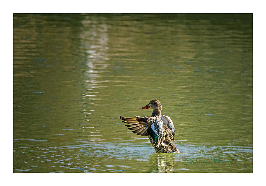 Female Northern Shoveler Photograph by Ed Peterson