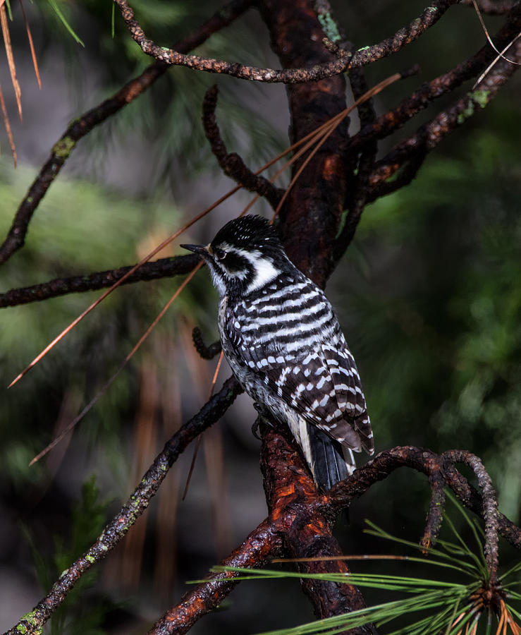 Female Nuttalls Woodpecker Photograph by Kathleen Bishop