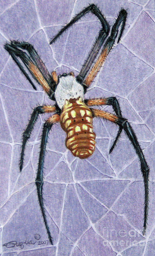 Wildlife Drawing - Female Orb Spider by Beverly Fuqua