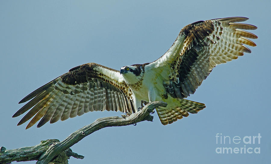 Female Osprey Photograph by Larry Nieland